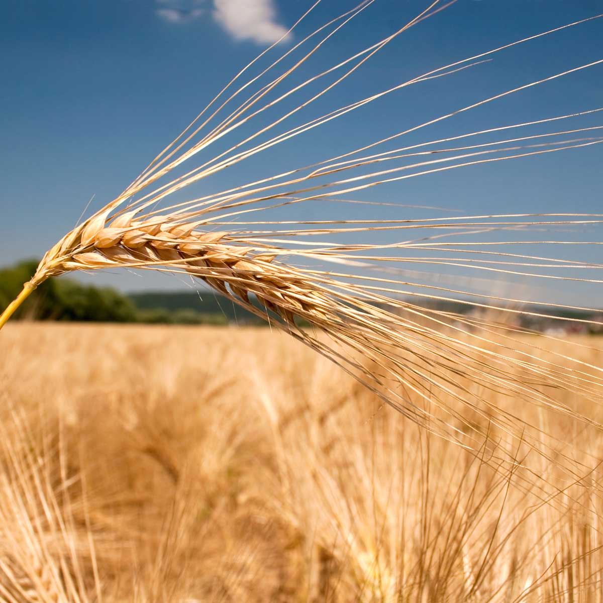 Erntereifes Korn auf Feld